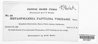 Oletheriostrigula papulosa image